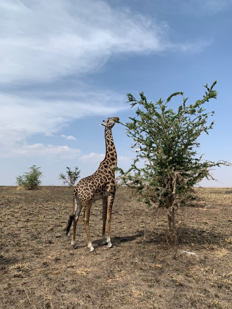 2  days tanzania safaris