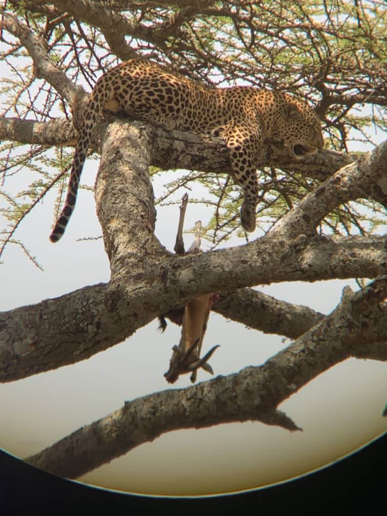 4 days tanzania safari