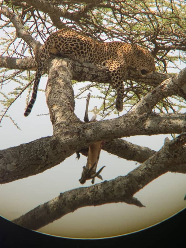 TARANGIRE NATIONAL PARK, SERENGETI NATIONAL PARK, NGORONGORO CRATER