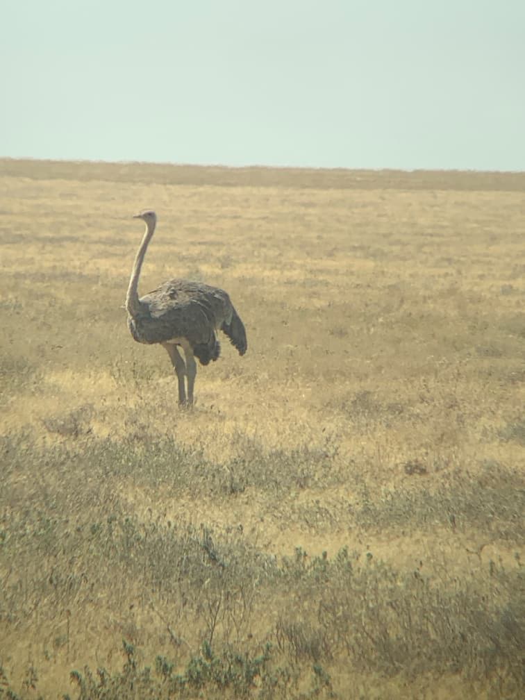 4 days tanzania safari